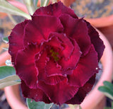 You are purchasing fresh seeds of Adenium KO_ebay296