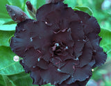 You are purchasing fresh seeds of Adenium KO_ebay299