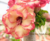 Mini Size KO_ebay305 x Mini Size KO_ebay300 ( ♂x♀ Pollination seeds)