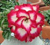 Mini Size KO_ebay302 x White Mini ( ♂x♀ Pollination seeds)
