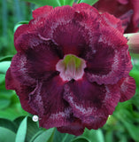 You are purchasing fresh seeds of Adenium KO_ebay304