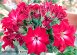 Adenium Obesum Mini Size Double Flower seeds KO_ebay305