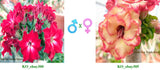 Mini Size KO_ebay305 x Mini Size KO_ebay300 ( ♂x♀ Pollination seeds)