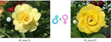 Adenium obesum KO_ebay55 x 107 ( ♂x♀ Pollination seeds)