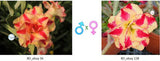 Adenium obesum KO_ebay56 x 128 ( ♂x♀ Pollination seeds)