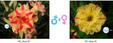 Adenium obesum KO_ebay56 x 26 ( ♂x♀ Pollination seeds)