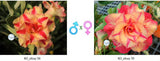 Adenium obesum KO_ebay56 x 70 ( ♂x♀ Pollination seeds)