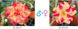 Adenium obesum KO_ebay70 x 128 ( ♂x♀ Pollination seeds)