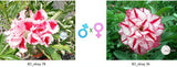Adenium obesum KO_ebay78 x 36 ( ♂x♀ Pollination seeds)