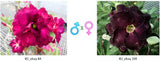 Adenium obesum KO_ebay84 x 109 ( ♂x♀ Pollination seeds)
