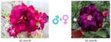 Adenium obesum KO_ebay84 x 86 ( ♂x♀ Pollination seeds)