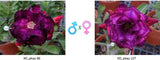 Adenium obesum KO_ebay86 x 127 ( ♂x♀ Pollination seeds)