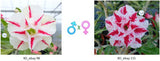 Adenium obesum KO_ebay98 x 115 ( ♂x♀ Pollination seeds)