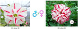Adenium obesum KO_ebay98 x 36 ( ♂x♀ Pollination seeds)