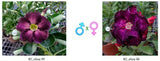 Adenium obesum KO_ebay99 x 86 ( ♂x♀ Pollination seeds)