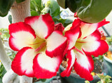 Mini Size KO_ebay302 x Mini Size Sunup Star ( ♂x♀ Pollination seeds)