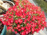 Adenium Obesum Mini Size Mixed seeds
