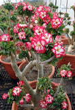 Adenium Obesum Mini Size Double Flower seeds KO_ebay175