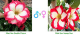 Mini Size Double Flower x Mini Size Sunup Star ( ♂x♀ Pollination seeds)