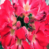 Adenium Obesum Mini Size (RED) seeds