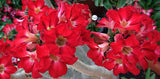 Adenium Obesum Mini Size (RED) seeds