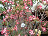 Adenium SOMALENSE seeds