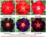 Adenium Single-petal mixed Red