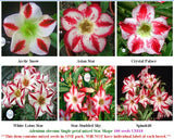 Adenium Single-petal mixed Star Shape