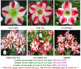Adenium Single-petal mixed Star Shape
