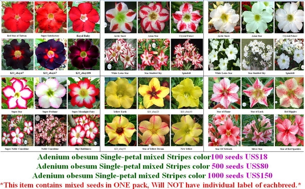Adenium Single-petal mixed color seeds