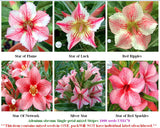 Adenium Single-petal mixed Stripes