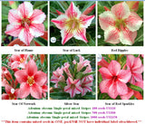Adenium Single-petal mixed Stripes