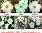 Adenium Single-petal mixed White