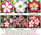 Adenium Single-petal mixed White with Red edge