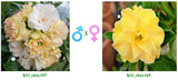 Adenium obesum KO_ebay106 x KO_ebay165 ( ♂x♀ Pollination seeds)