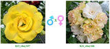 Adenium obesum KO_ebay107 x KO_ebay106 ( ♂x♀ Pollination seeds)
