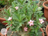 You are purchasing fresh seeds of Adenium Arabicum Tiny Ding Dong