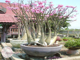 You are purchasing fresh seeds of Adenium Arabicum Desert Night Fork