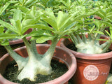 You are purchasing fresh seeds of Adenium Arabicum Brazilian