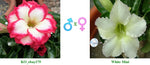 Mini Size KO_ebay175 x White Mini ( ♂x♀ Pollination seeds)