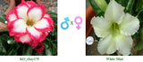 Mini Size KO_ebay175 x White Mini ( ♂x♀ Pollination seeds)