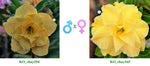 Adenium obesum KO_ebay294 x KO_ebay165 ( ♂x♀ Pollination seeds)