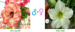 Mini Size KO_ebay300 x White Mini ( ♂x♀ Pollination seeds)