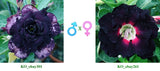 Adenium obesum KO_ebay301 x 261 ( ♂x♀ Pollination seeds)