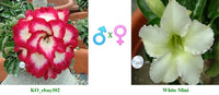 Mini Size KO_ebay302 x White Mini ( ♂x♀ Pollination seeds)