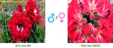 Mini Size KO_ebay306 x Mini Size Red ( ♂x♀ Pollination seeds)