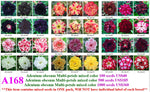 A168. Adenium Multi-petals mixed color Seeds