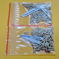 You are purchasing fresh seeds of Adenium Arabicum Desert Night Fork