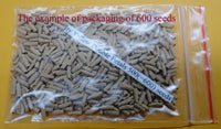 Mini Size KO_ebay302 x Mini Size KO_ebay300 ( ♂x♀ Pollination seeds)
