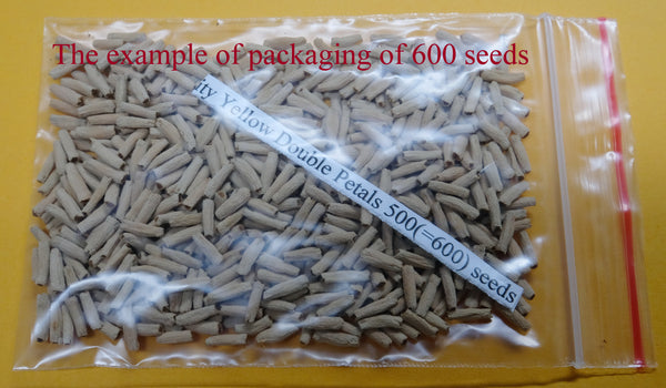 Adenium Obesum Seeds - Adenium Arrogant Seeds